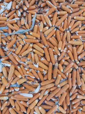 Yellow maize cobs dried and cleaned for feed