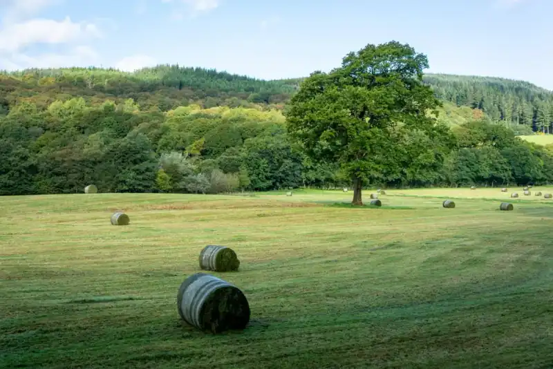 Hay bales in a cut field