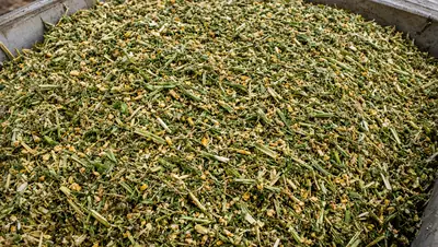 A blended total mixed ration of silage, hay and grain in a mixer